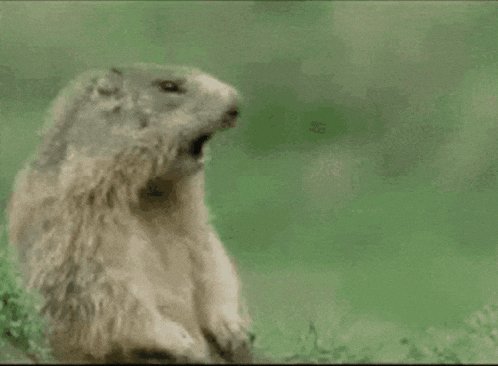 a ground squirrel is yawning in front of a green background with oguz written on it