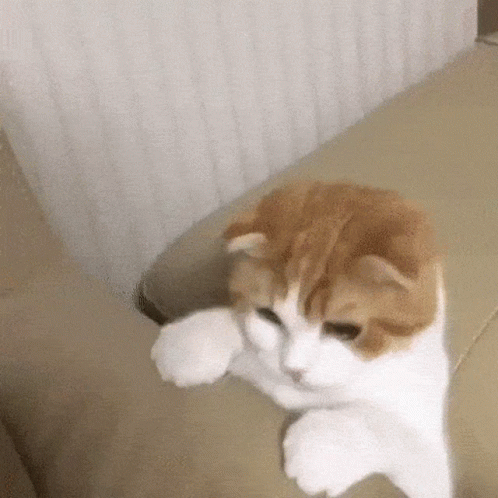 Cat Catfallingandhiding GIF - Cat Catfallingandhiding GIFs
