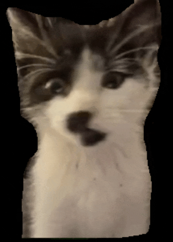 a close up of a cat with a black nose