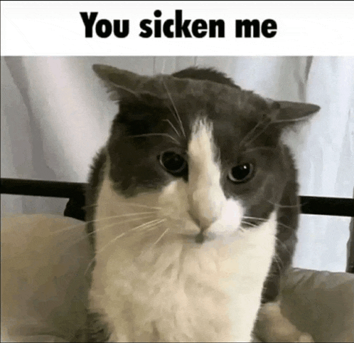 a gray and white cat sitting on a bed with the words you sicken me above it
