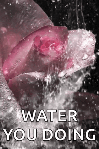 a pink rose is being sprayed with water and the words water you doing are below it