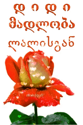 a red rose is surrounded by hearts and the word ministufi