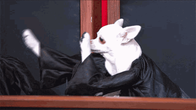 a small white dog wearing a black cape looks at itself in a mirror