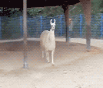 I Think Not!!! Hmph. The Nerve Of Some People... GIF - Llama GIFs