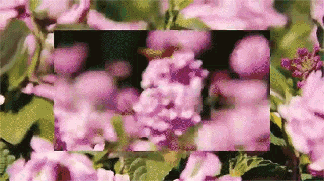 Butterfly Garden GIF - Butterfly Garden Trippy GIFs