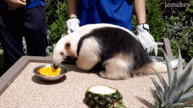 an anteater eating a pineapple on a table with tomokey written in the corner