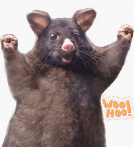 Rat Woo Hoo Wahoo Rat GIF - Rat Woo Hoo Wahoo Rat Uju GIFs