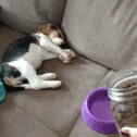 Puppy Excited GIF - Puppy Excited When I Smell Food GIFs