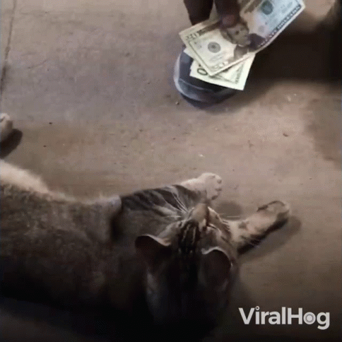 Cat And Money Viralhog GIF - Cat And Money Viralhog I Want That Money GIFs