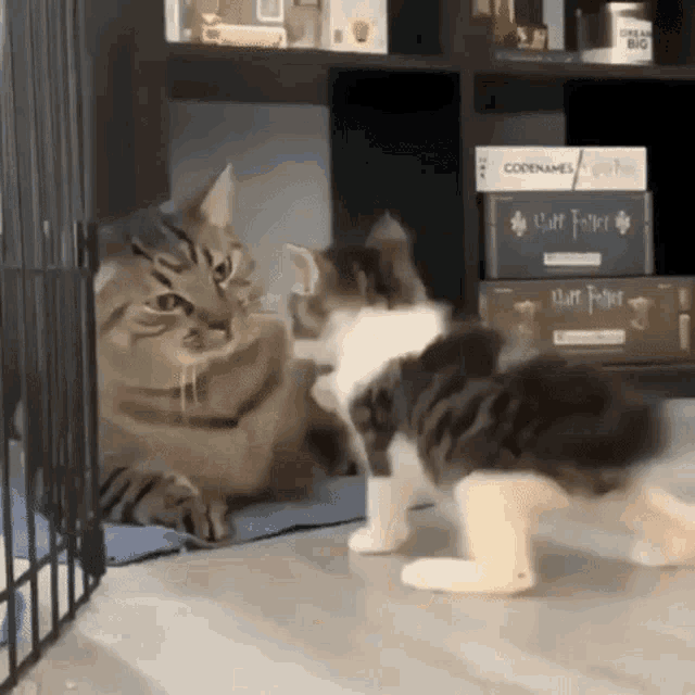 Cats Slap Slap GIF - Cats Slap Cat Slap GIFs