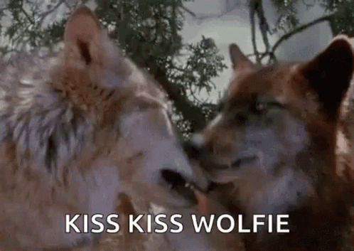 Wolf Lick GIF