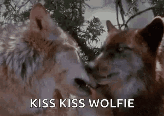 two wolves are kissing each other under a tree in the woods .