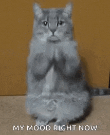 a gray cat is sitting on its hind legs with the words `` cuddles my mood right now '' .