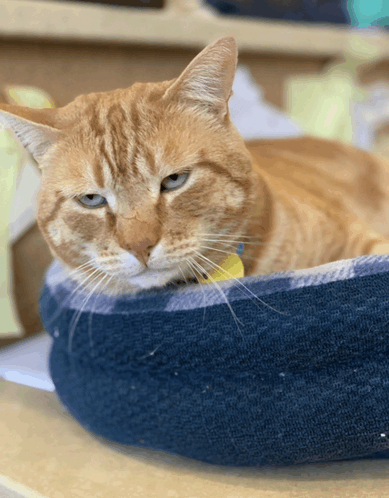 Shelter Cat GIF - Shelter Cat GIFs