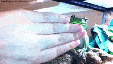 Stickyfrogs Roundfrog GIF - Stickyfrogs Roundfrog Denied GIFs