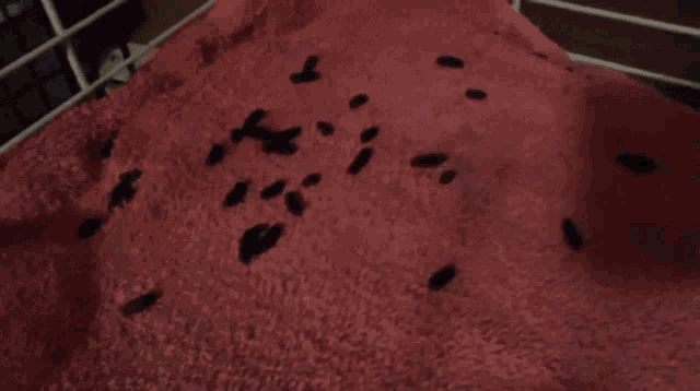 Everything About Chinchilla Poop GIF - Everything About Chinchilla Poop GIFs