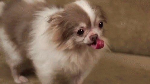 Billy, The Rescued Puppy GIF - Billy Rescue Puppy GIFs