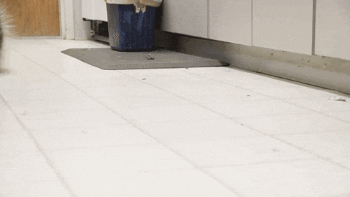 a cat is standing on a tiled floor next to a blue bucket