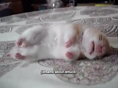 Goodnight Everyone GIF - Sleeping Hamster Mouse GIFs
