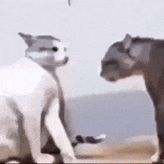 a cat and a dog are standing next to each other .