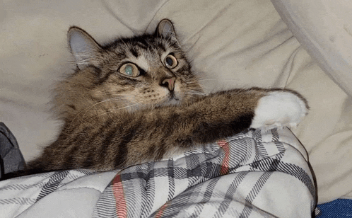 a cat laying on a plaid blanket looking up at the camera