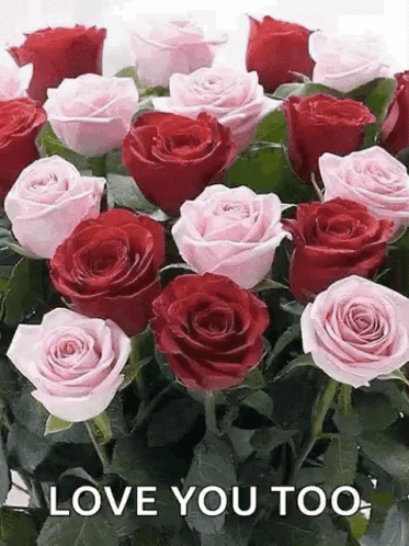 Roses Flowers Gif Plant