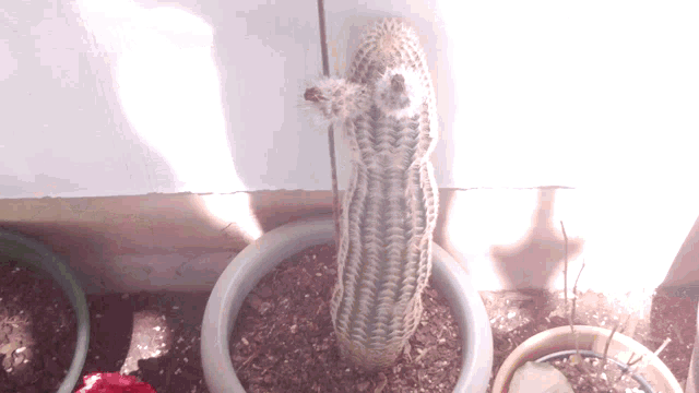 Ozaleto Cactus GIF - Ozaleto Cactus Penis GIFs