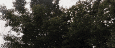a tree with lots of leaves is against a white sky
