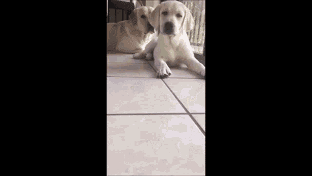 a white dog is standing on a tiled floor sniffing the floor .