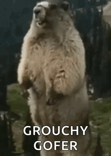 a groundhog standing on its hind legs with the words grouchy gofer written below it