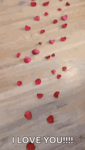 a bunch of red rose petals are laying on the floor and saying i love you .