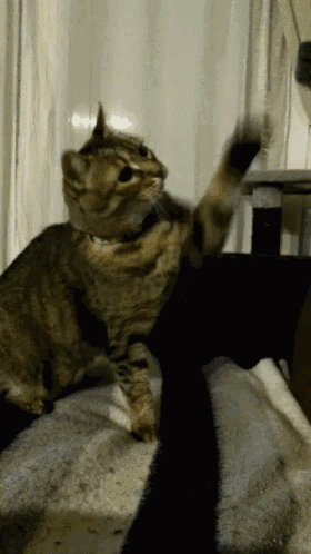a cat with a collar is playing with a black object