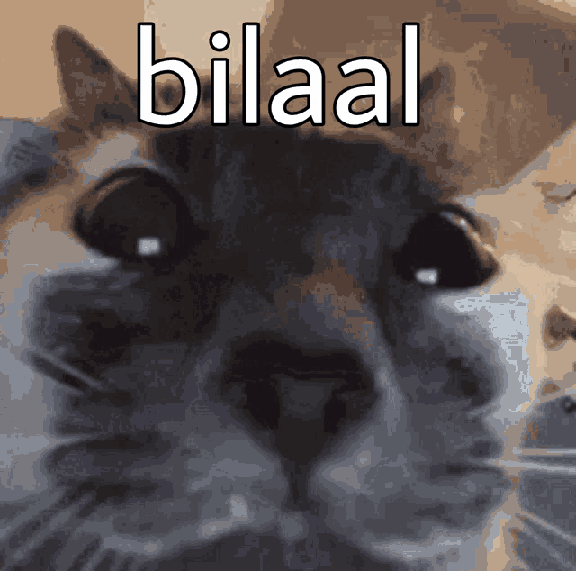 a close up of a cat with the word bilaal written on it