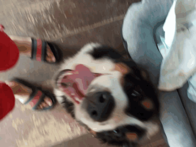 a black and white dog laying on its back with its tongue out