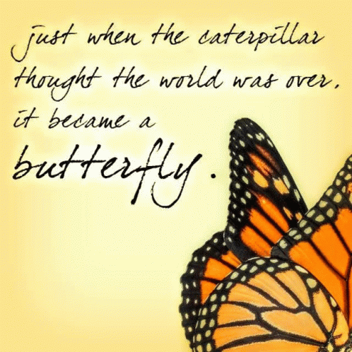 Butterfly Butterflies GIF - Butterfly Butterflies Nature GIFs