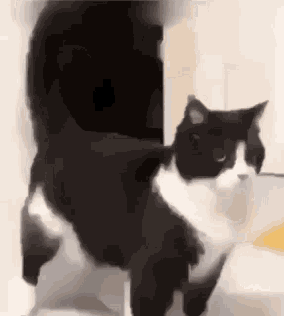Gato Bnw Cat GIF - Gato Bnw Cat Cat GIFs