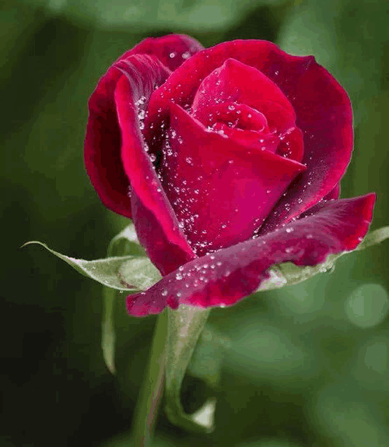 a close up of a red rose with water drops on it 's petals