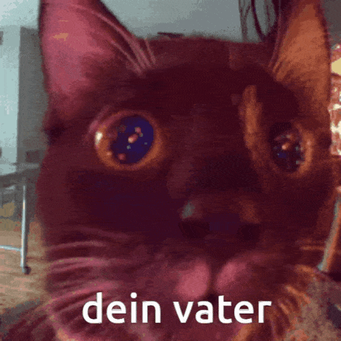 a close up of a cat 's face with the words dein vater below it