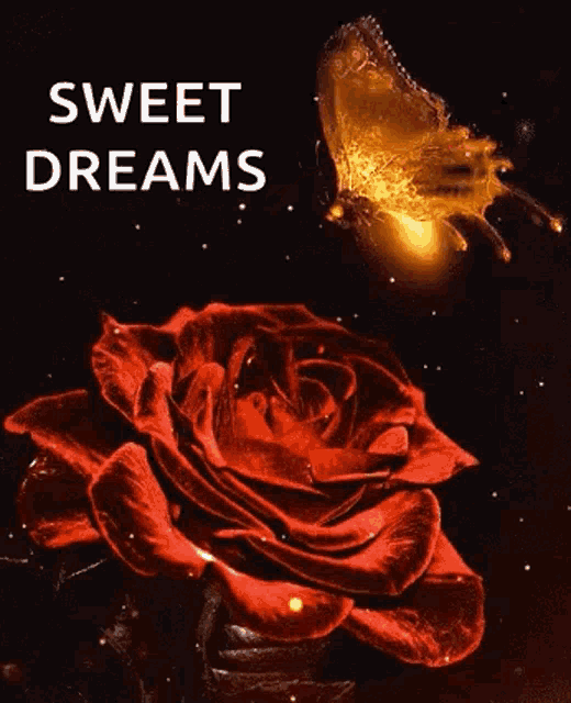 a butterfly is flying over a red rose with the words `` sweet dreams '' .