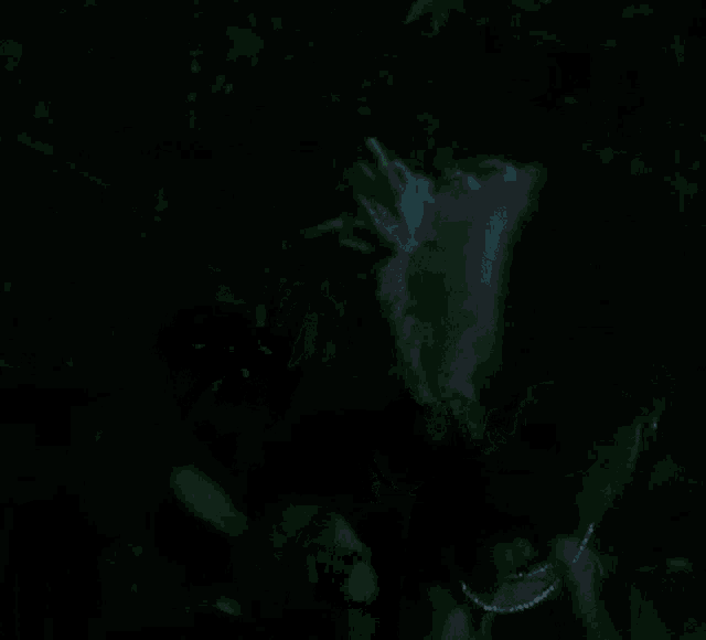 a person is walking through a dark forest at night .