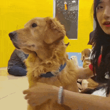 a woman petting a dog with a yellow wall in the background
