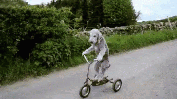 Bukan Cuma Loe Yang Bisa GIF - Bersepeda Sepeda Anjing GIFs