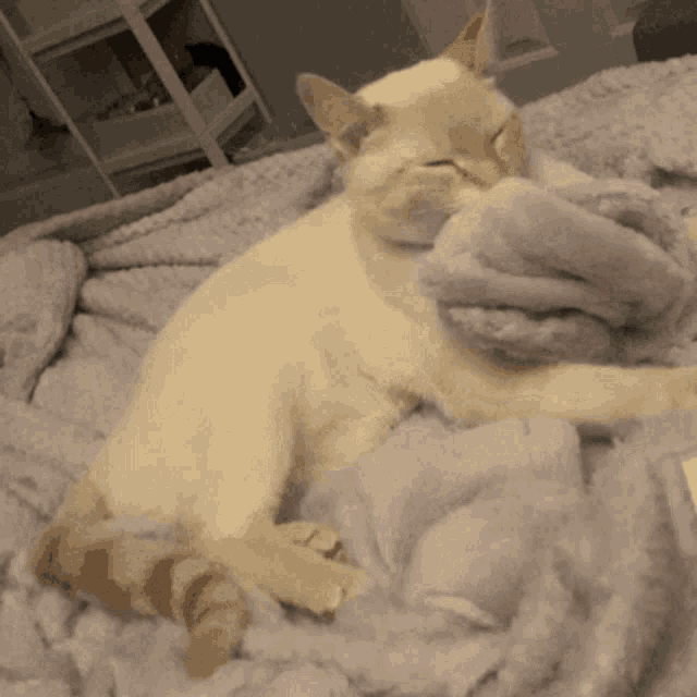 Wontonny Cat GIF - Wontonny Cat GIFs
