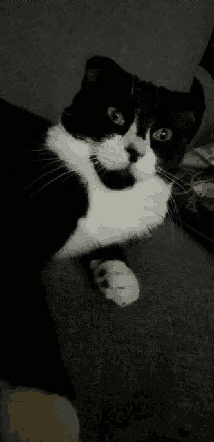 a black and white cat is laying on a couch