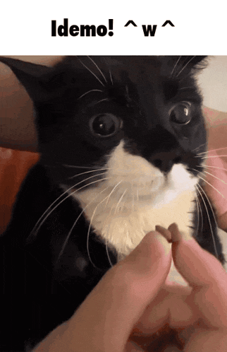 a black and white cat is being held in someone 's hand with the words " idemo " above it