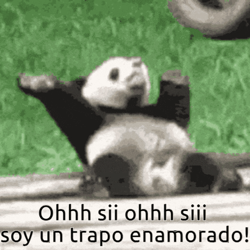 a panda bear is laying on its back with the words ohh sii ohh siii soy un trapo enamorado