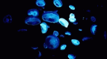 Méduses Jellyfish GIF - Méduses Jellyfish Light GIFs