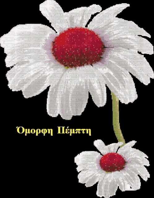 a white flower with a red center is on a black background with the word omopon written above it