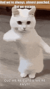 a white cat is standing on its hind legs with its arms outstretched and a quote .