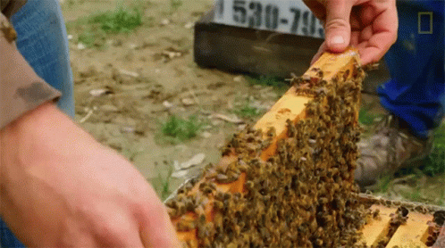 Hive National Honey Bee Day GIF - Hive National Honey Bee Day Photographing The Real Life Of Bees GIFs